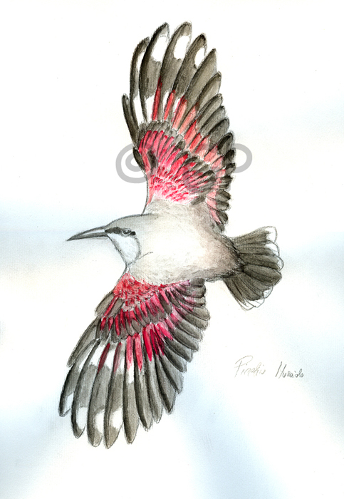 Aquila e Picchio Muraiolo